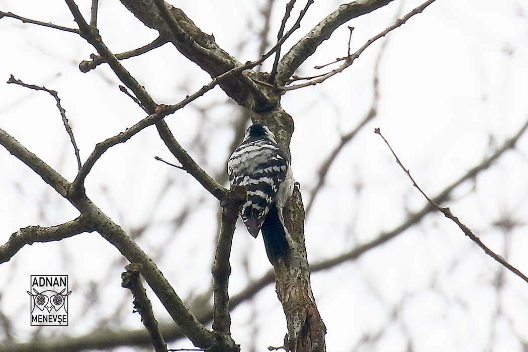 Lesser Spotted Woodpecker